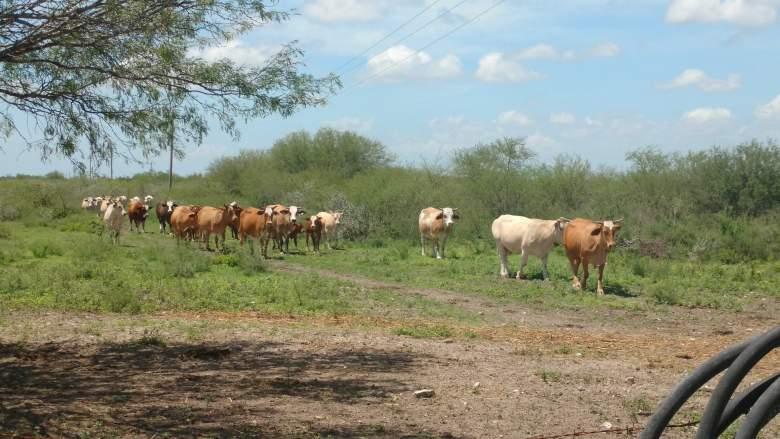 RanchoVenta Ganadero Casería & Agrícola  riego Jiménez Tamps
