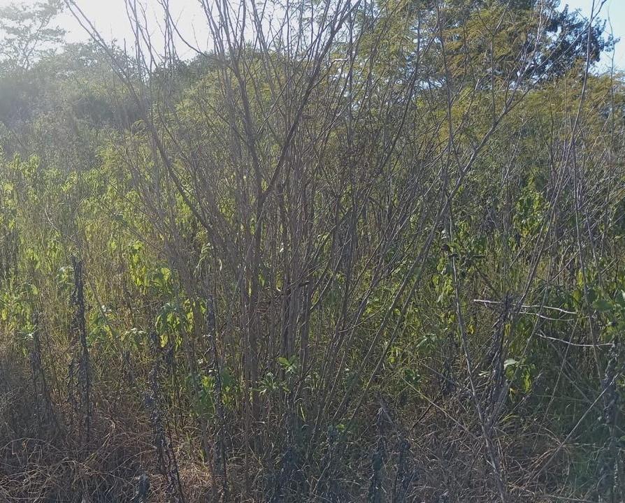 Se vende Terreno en Chichí Suárez.