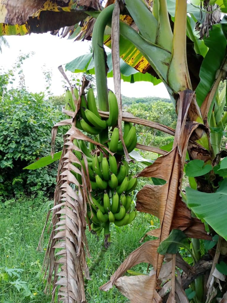 llano de bustos, Tampico alto, ver.