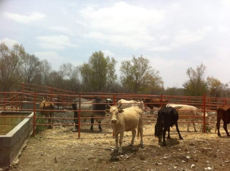 Rancho Venta Ganadero Casería Dr. González Nuevo Leon.