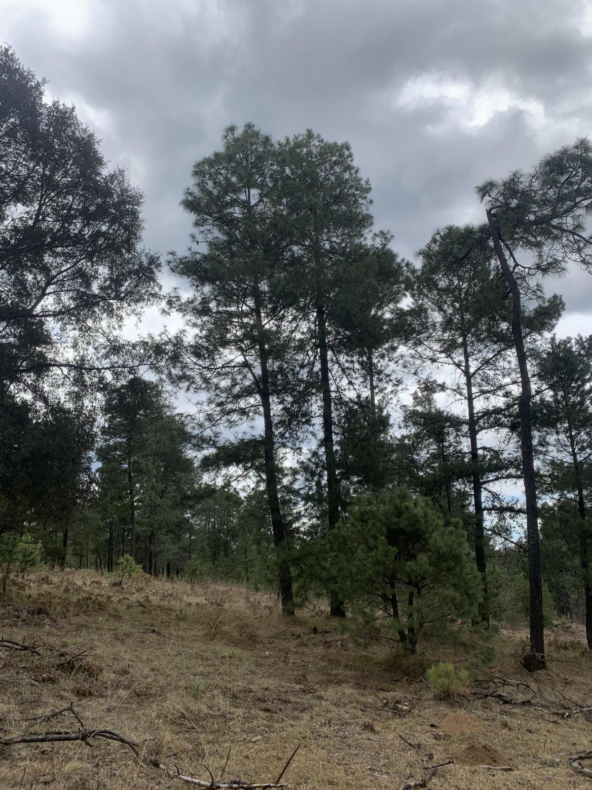 Se vende Lote en Tapalpa
