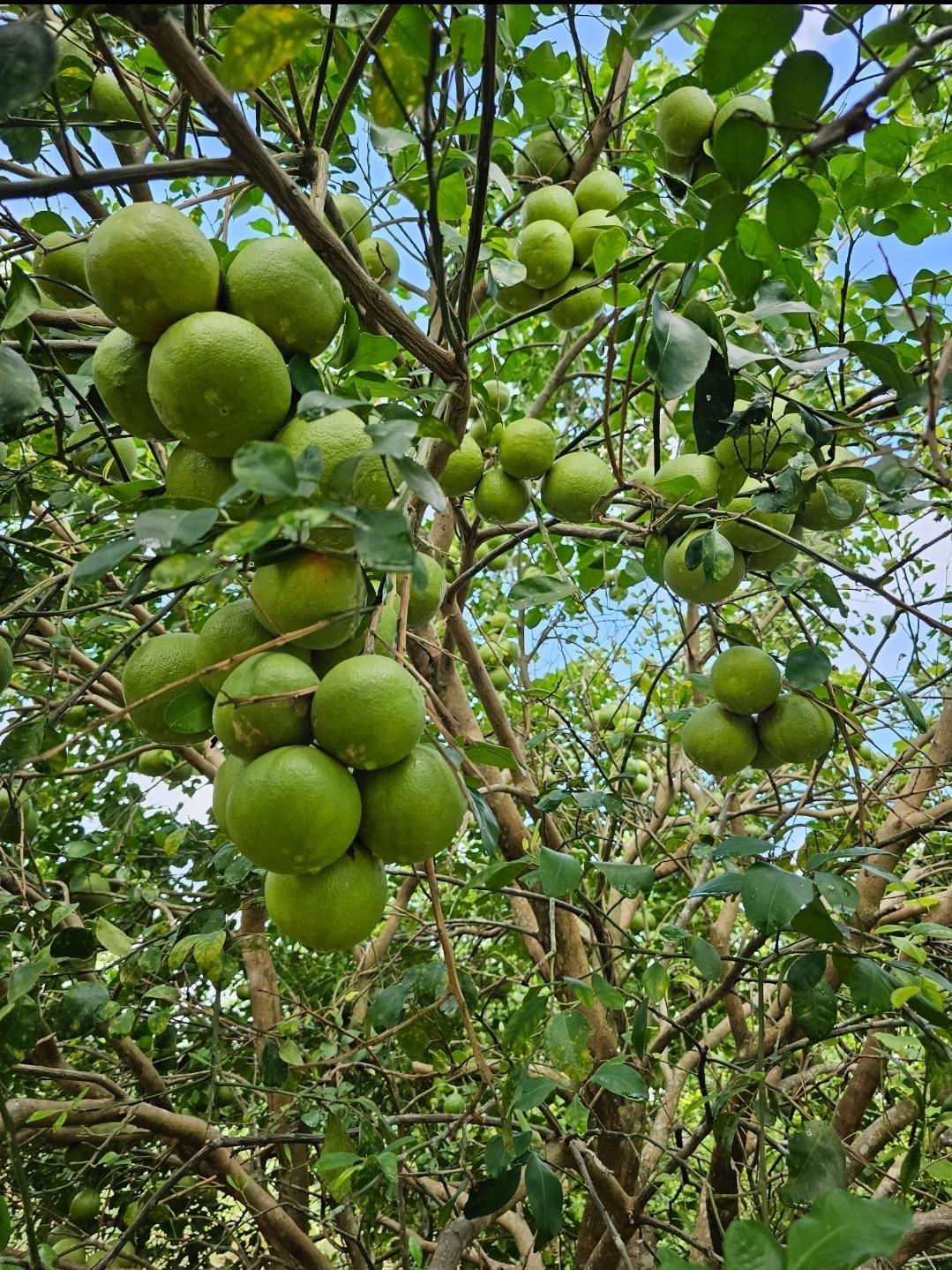 Se vende Agrícola en Muna