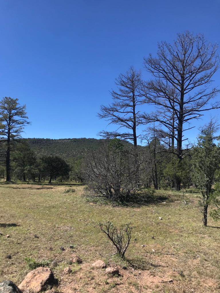 Chihuahua, Cusihuiriachi