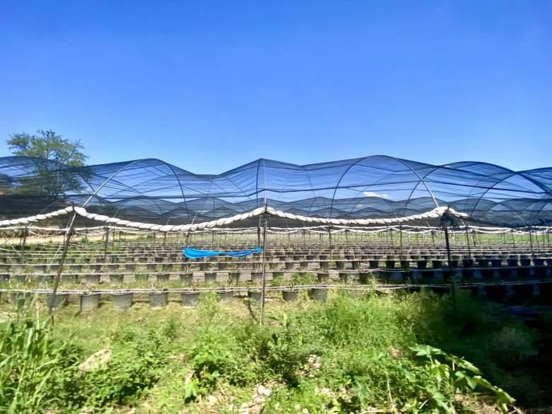 Magnífica hacienda con fábrica de tequila y tierra agrícola
