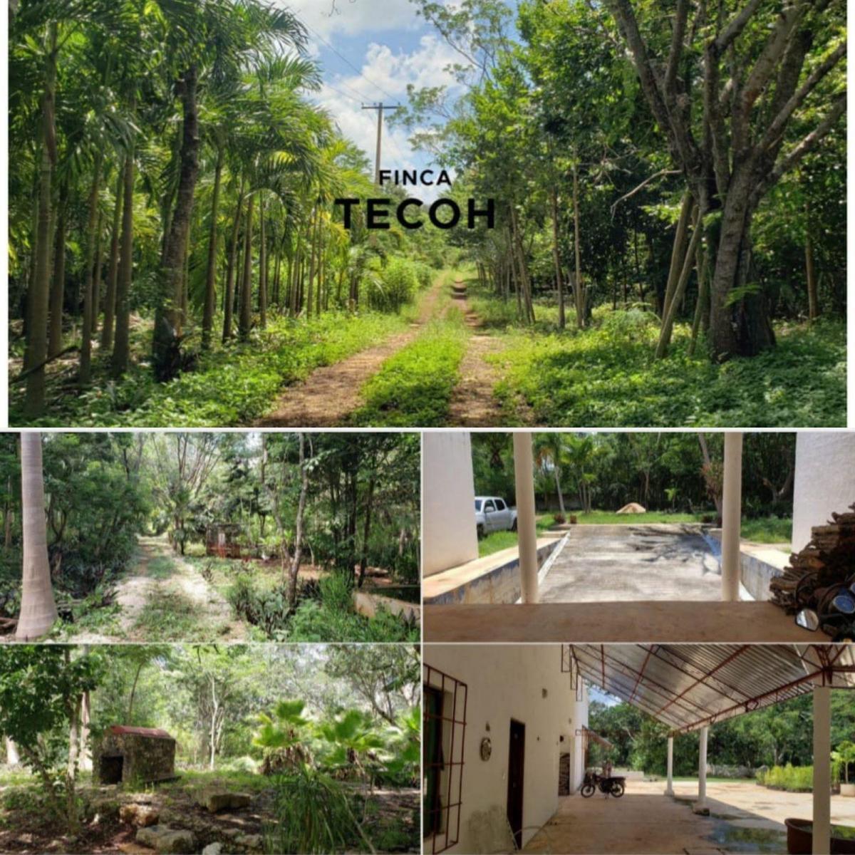 Yucatán, Tecoh