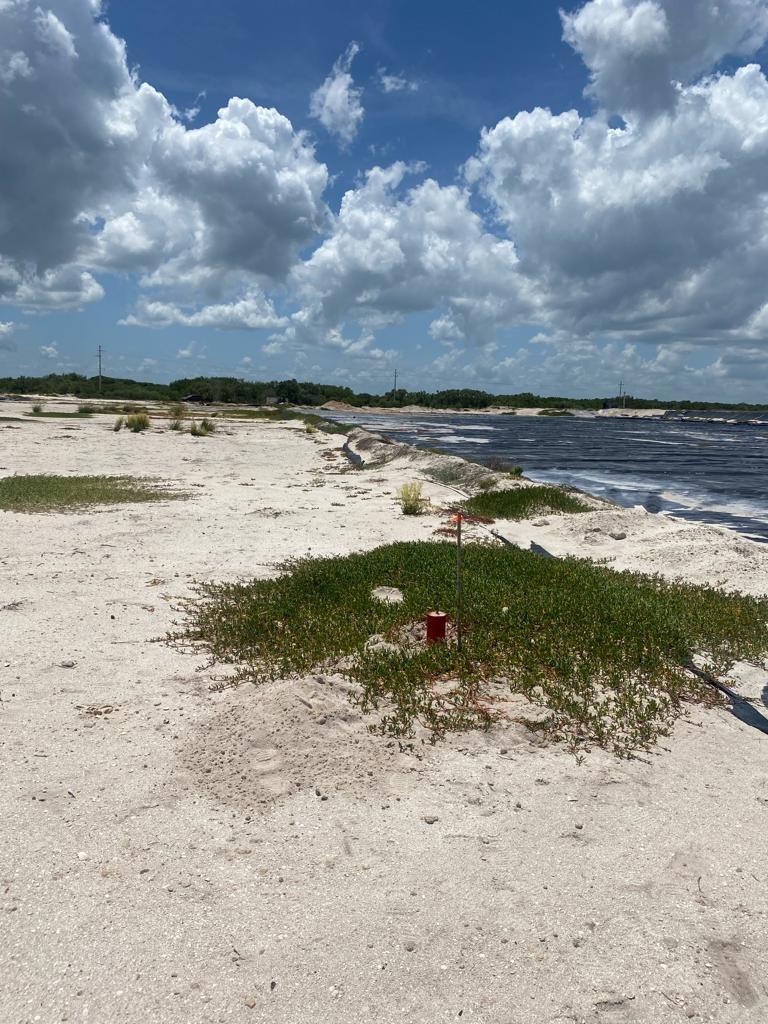 Se vende Terreno Frente a la playa en sisal Yucatan.