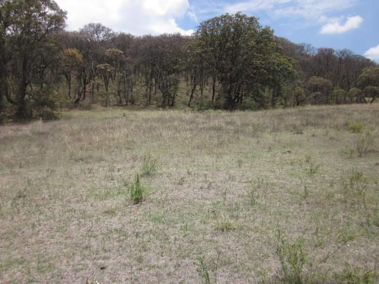 Terreno plano a pie de carretera y con zona Boscosa