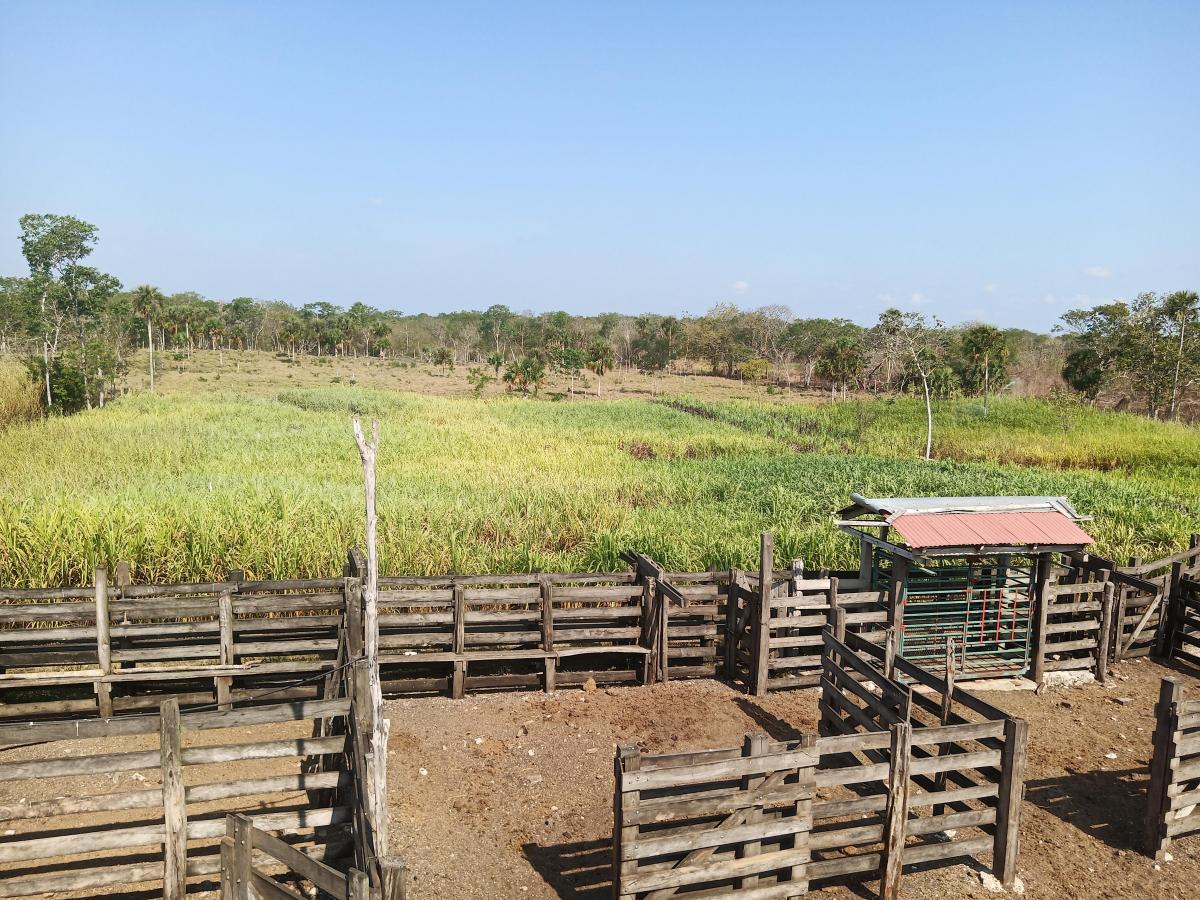 Rancho Ganadero 20 hectareas en venta