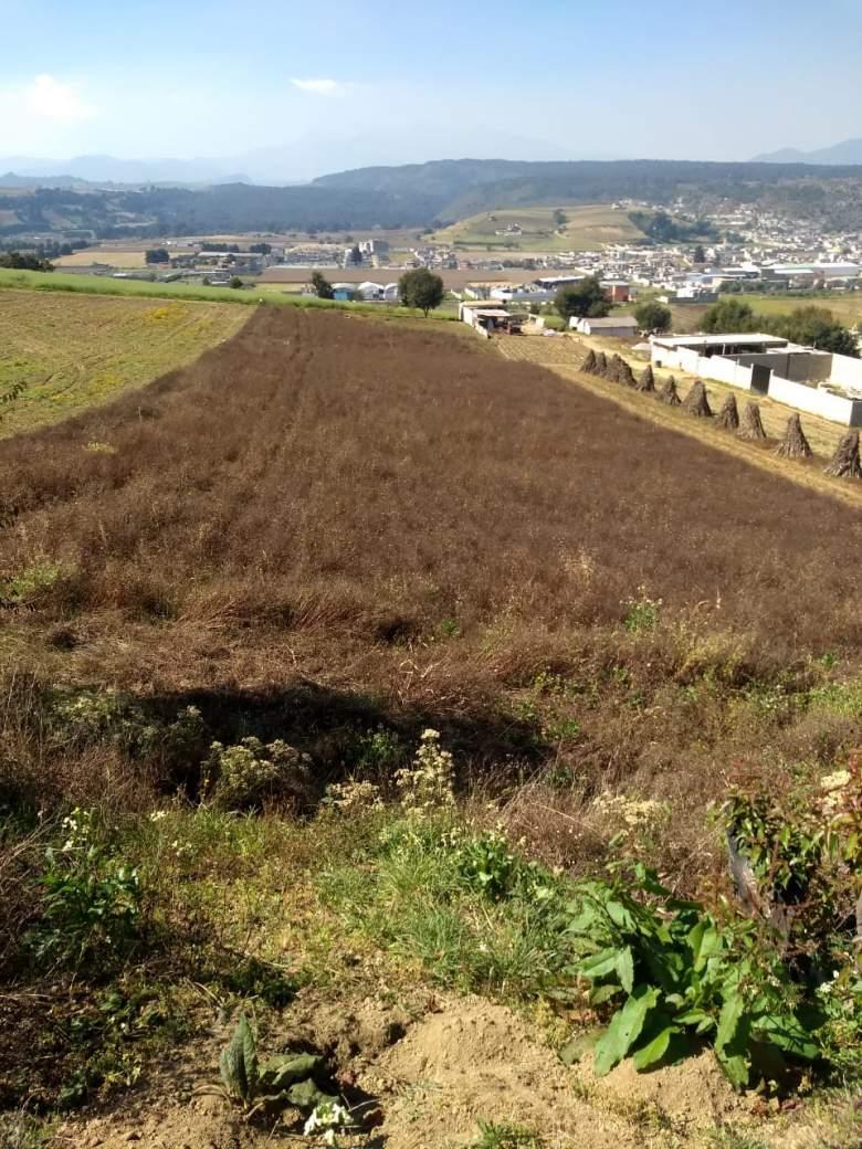 Edo. de México, Tenango del Valle