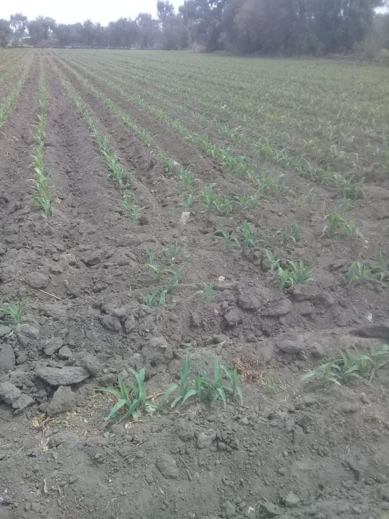 Hidalgo, Tezontepec de Aldama