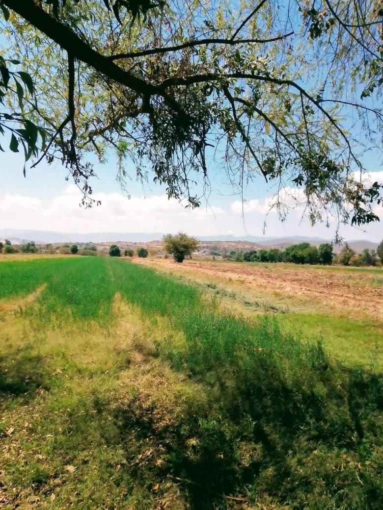Venta de hermoso Terreno en Guadalupe Etla  Oax