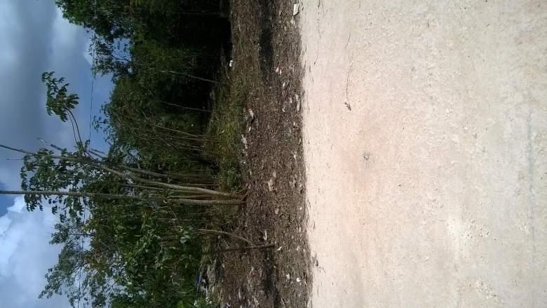 Quintana Roo, Benito Juárez