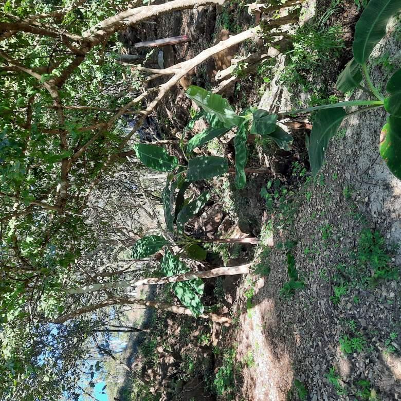 En Venta Predio Rústico en El Tuito, Jal. 2,450 Mts2.