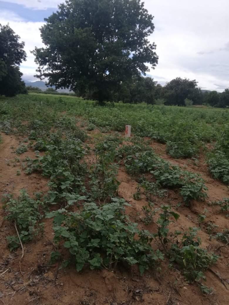 Terreno de Sembradura de Temporal, Zaachila, Oaxaca