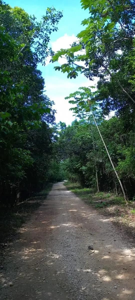 Carretera Chetumal, 77740 Solidaridad, Quintana Roo, México