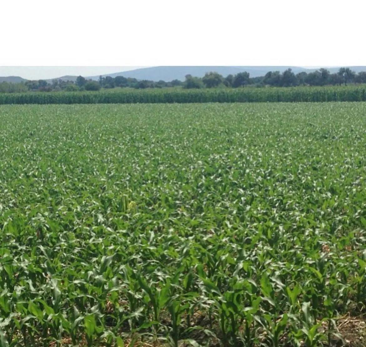 Terreno en venta para siembra en Salvatierra, Guanajuato.